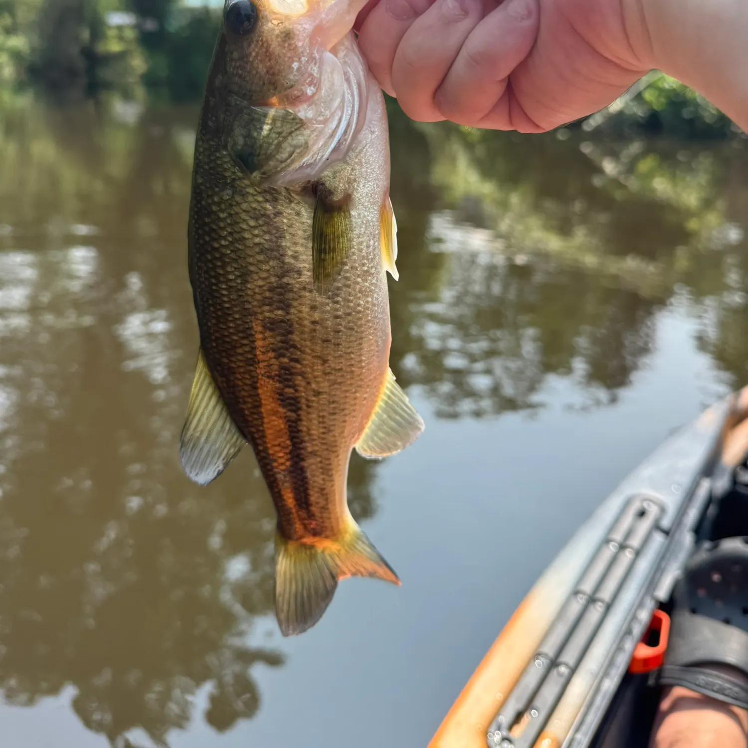 Largemouth bass caught on Fishbrain
