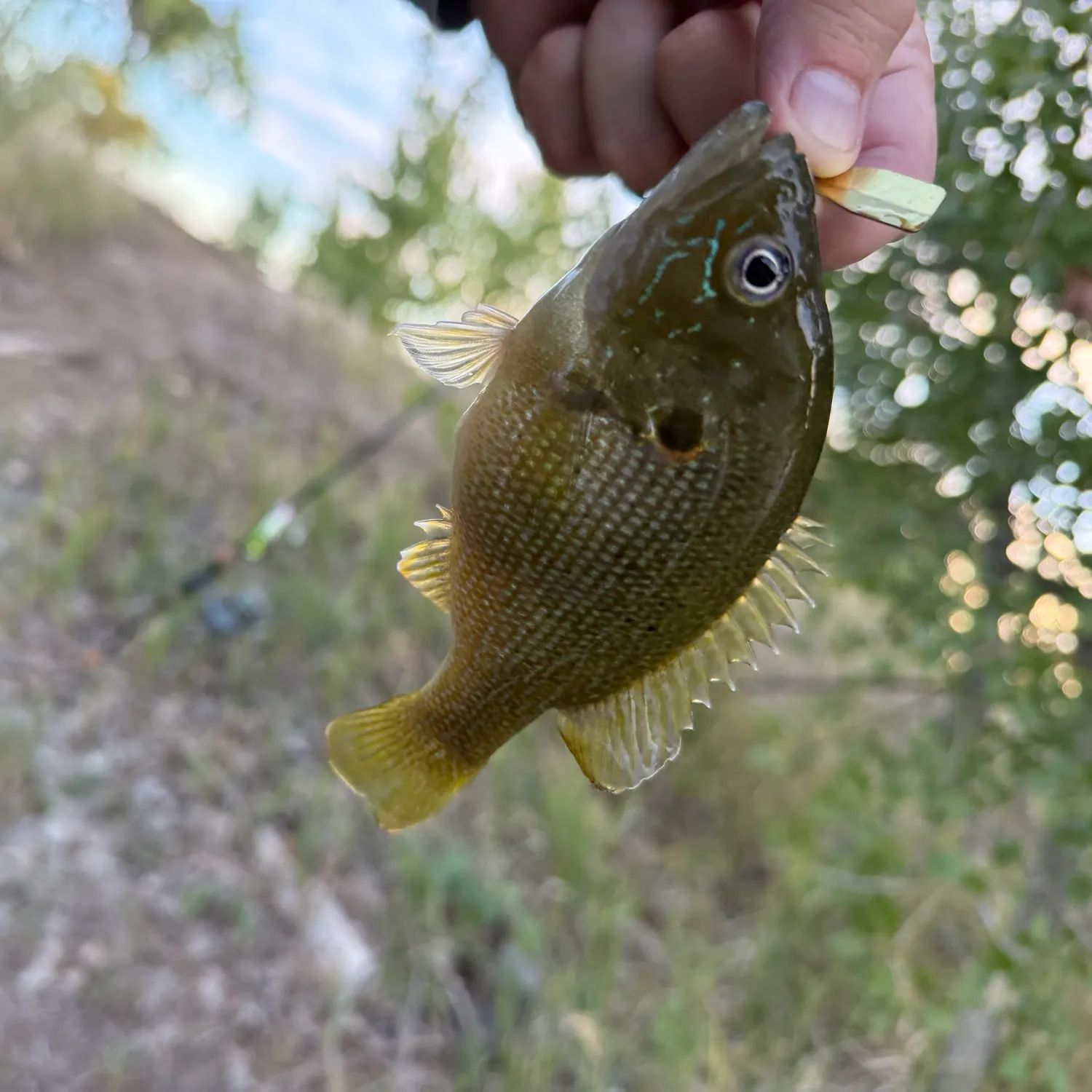 Green sunfish caught on Fishbrain