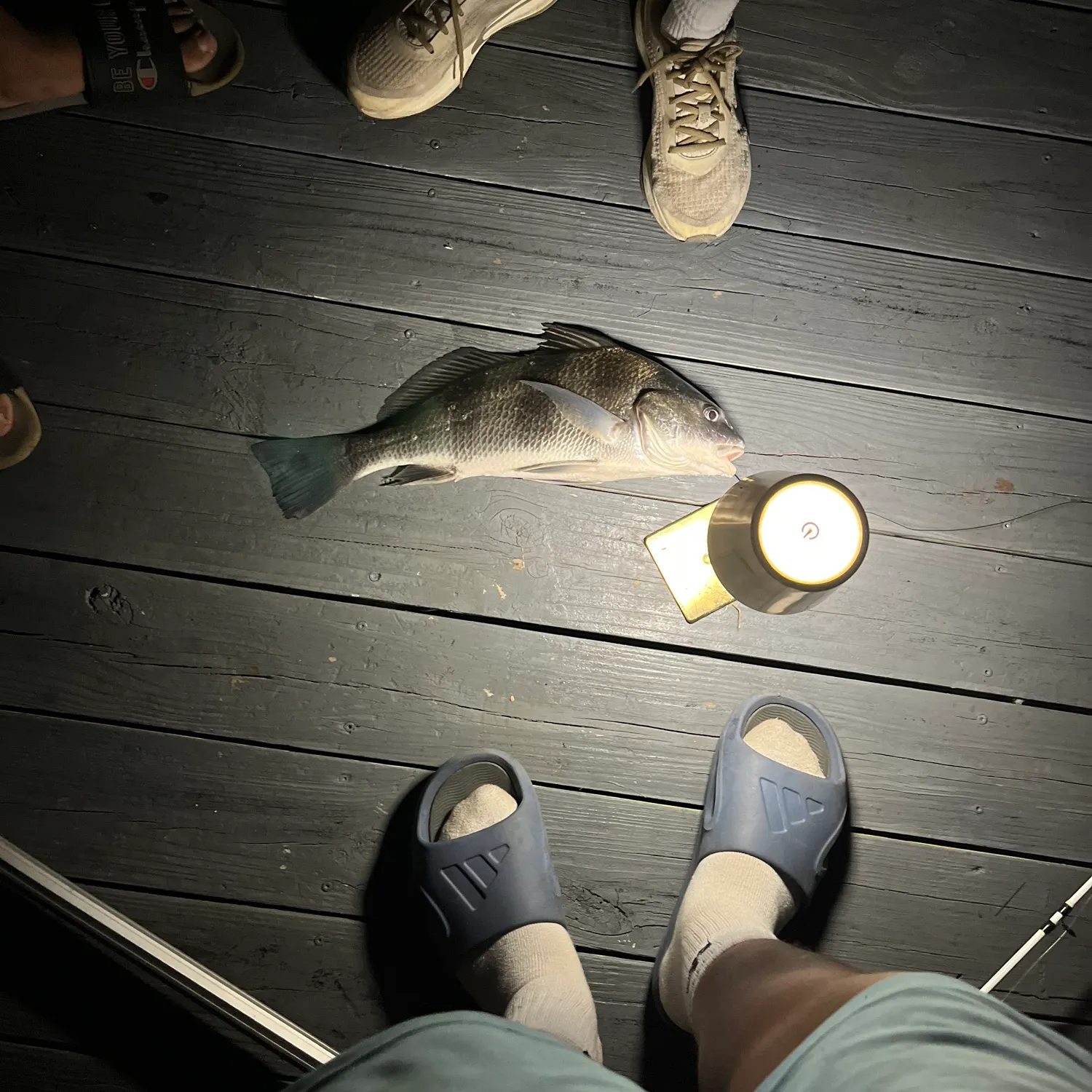 The most recent Black drum catches on Fishbrain