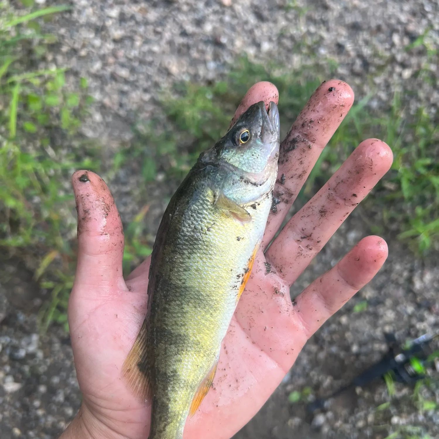 Yellow perch caught on Fishbrain