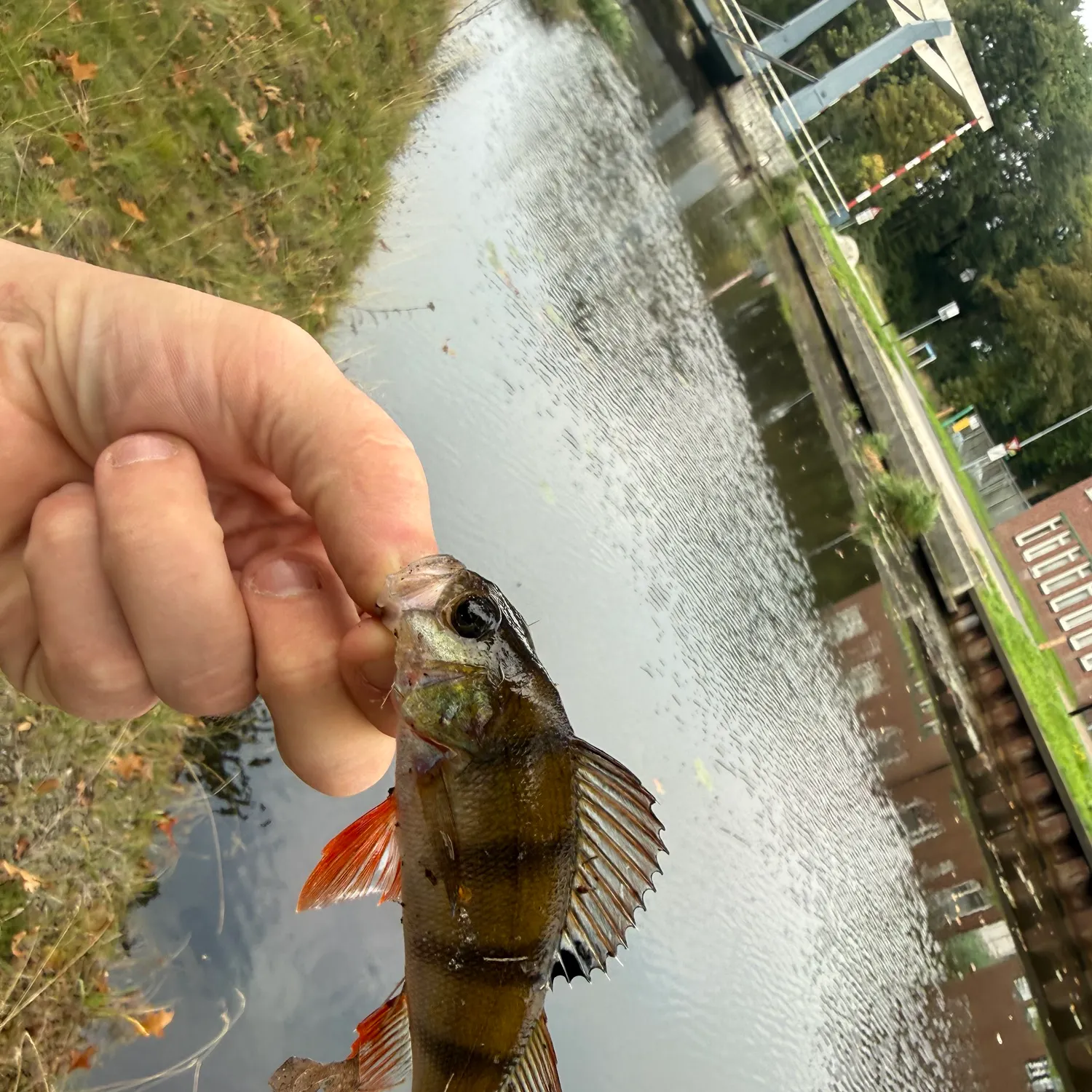 European perch caught on Fishbrain