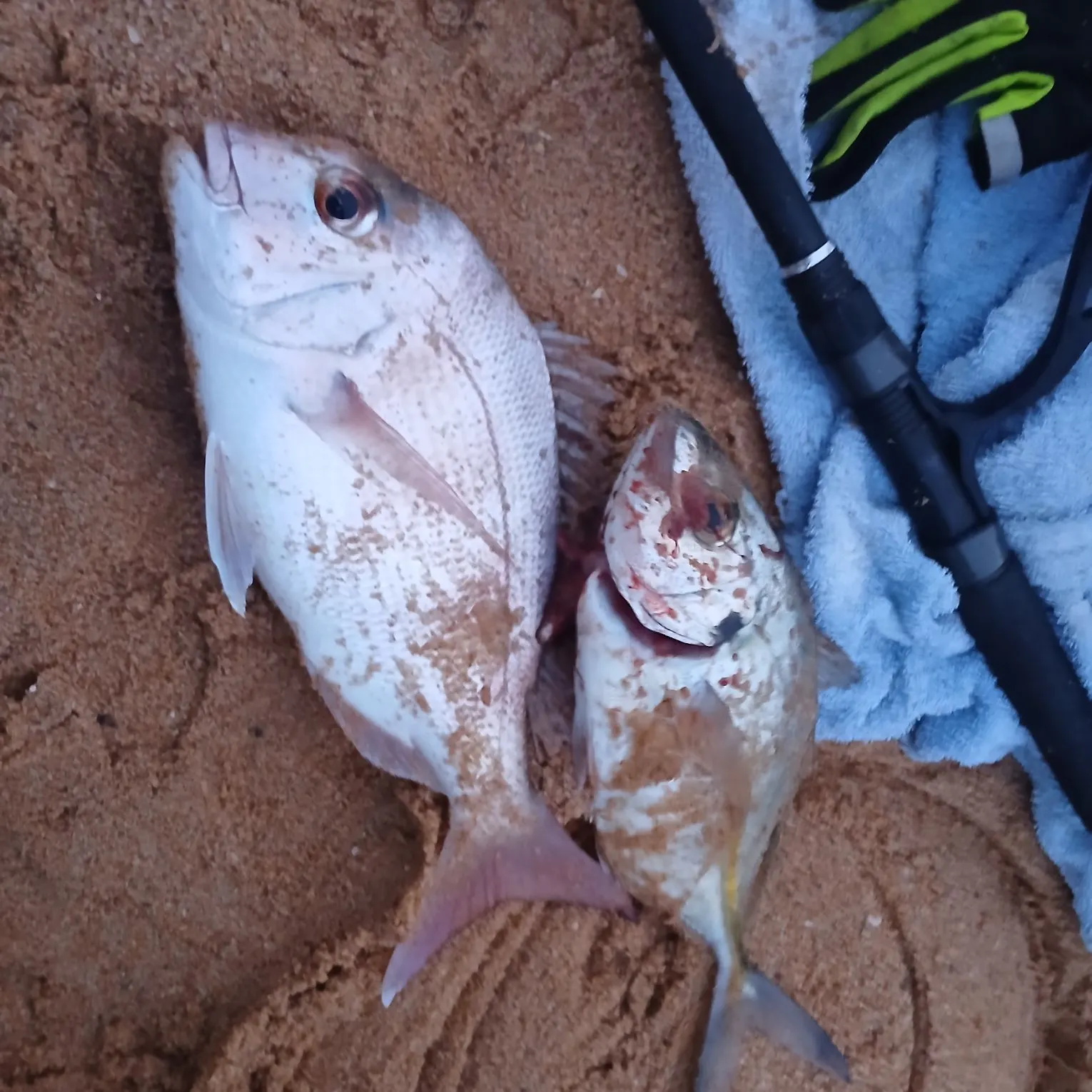 recently logged catches