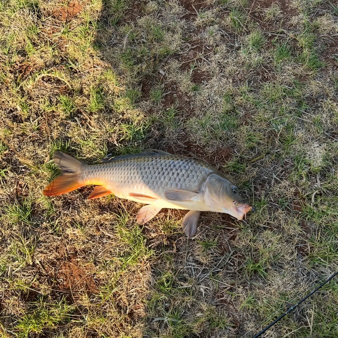 Fish caught on Fishbrain
