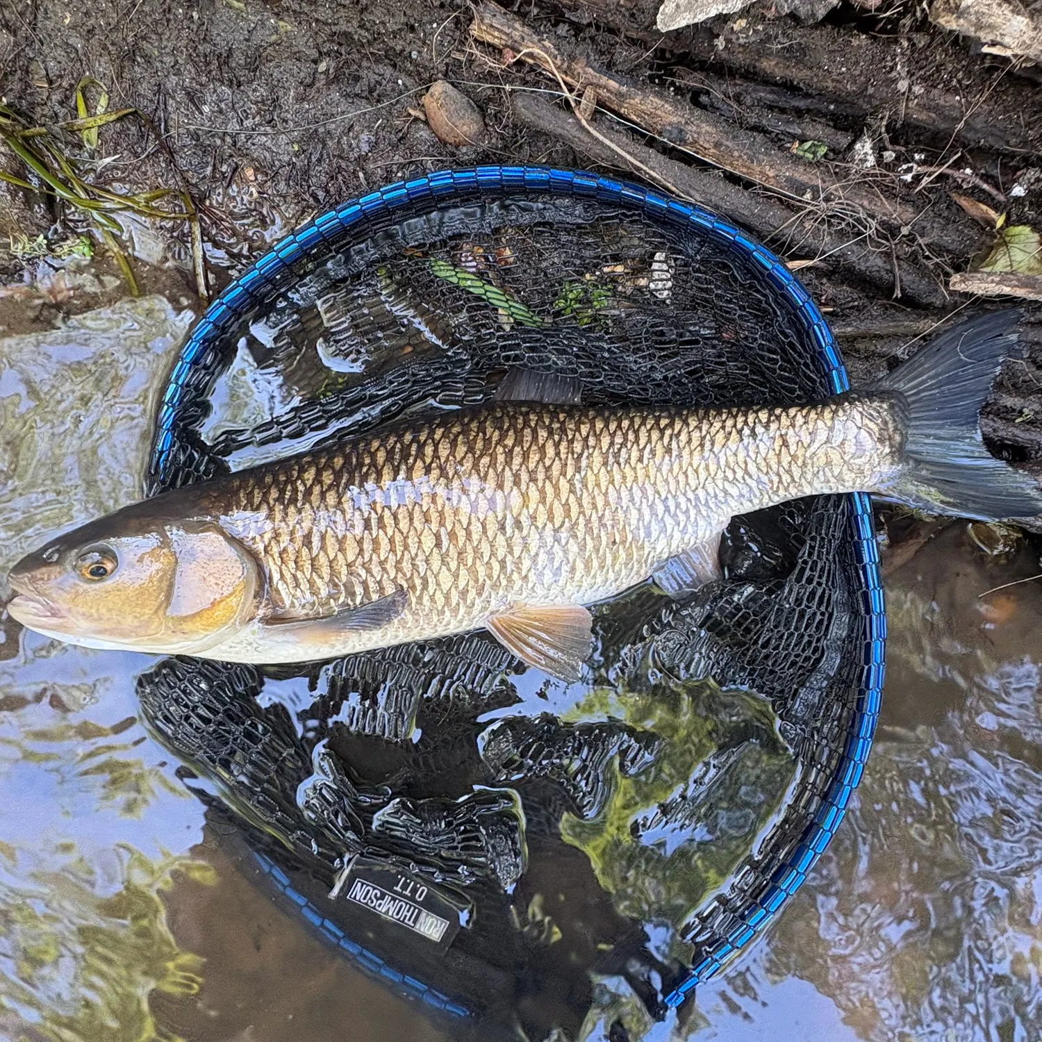 The most recent European chub catches on Fishbrain