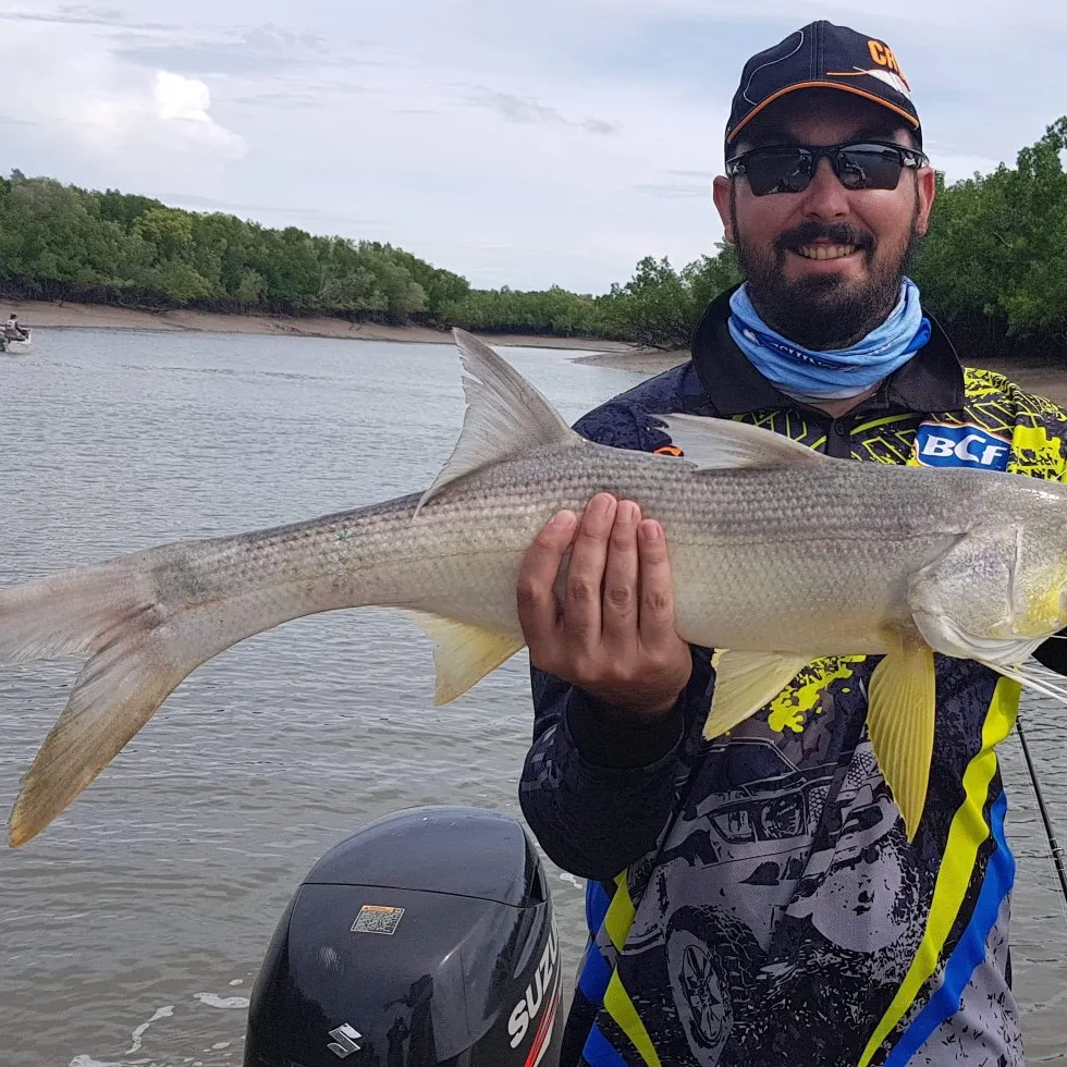King threadfin caught on Fishbrain
