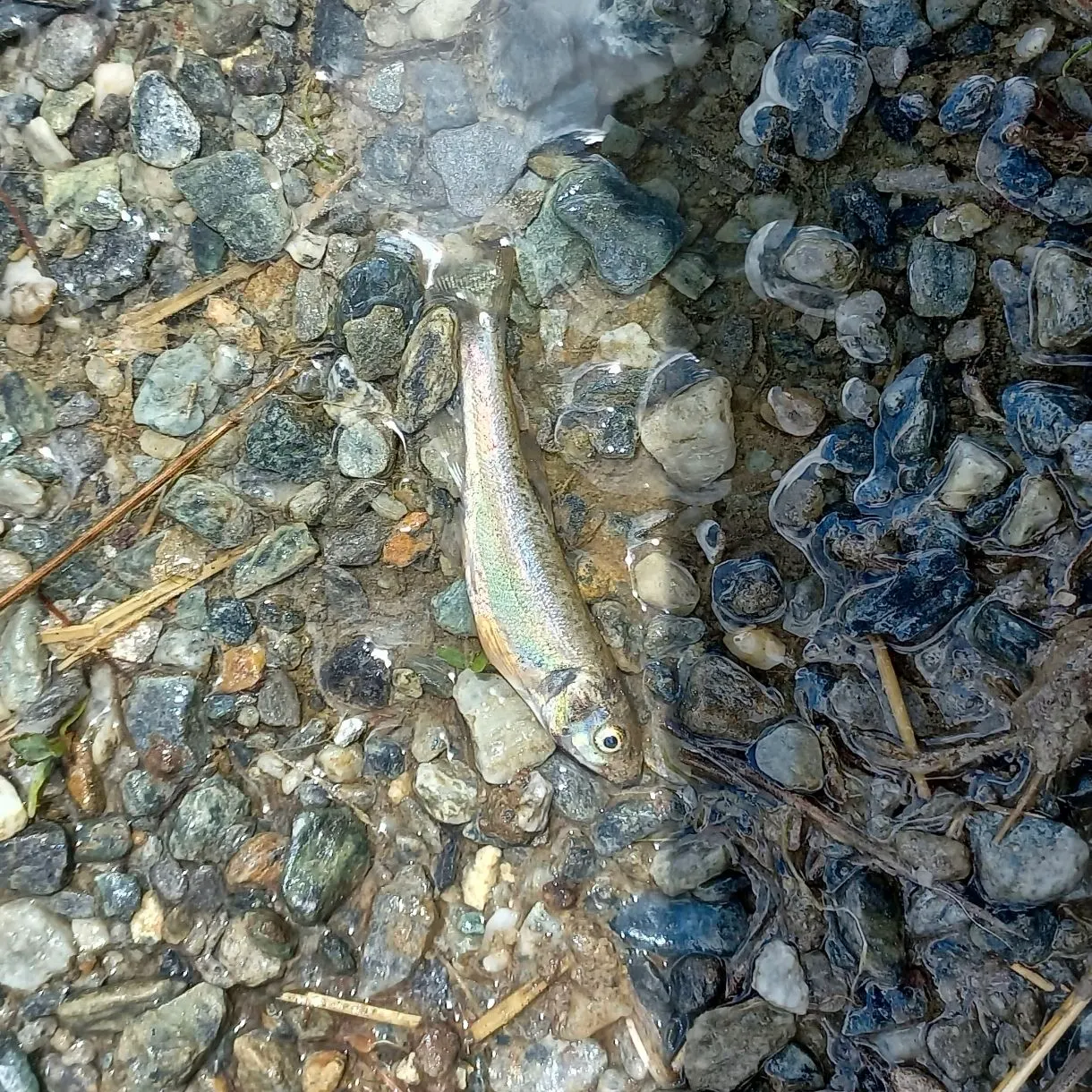 The most recent Sharpbelly catches on Fishbrain