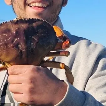 The most recent Dungeness crab catches on Fishbrain