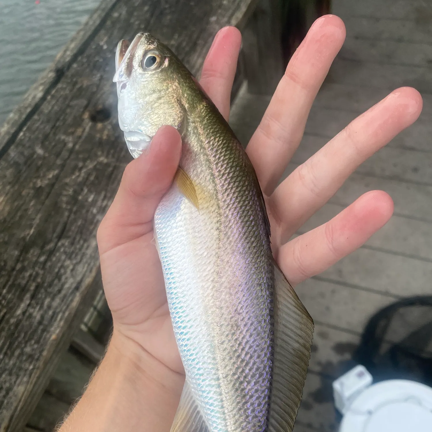 The most recent Sand seatrout catches on Fishbrain
