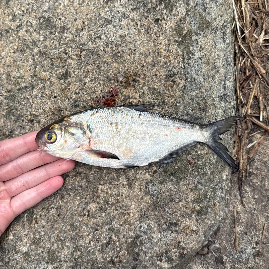 American gizzard shad caught on Fishbrain