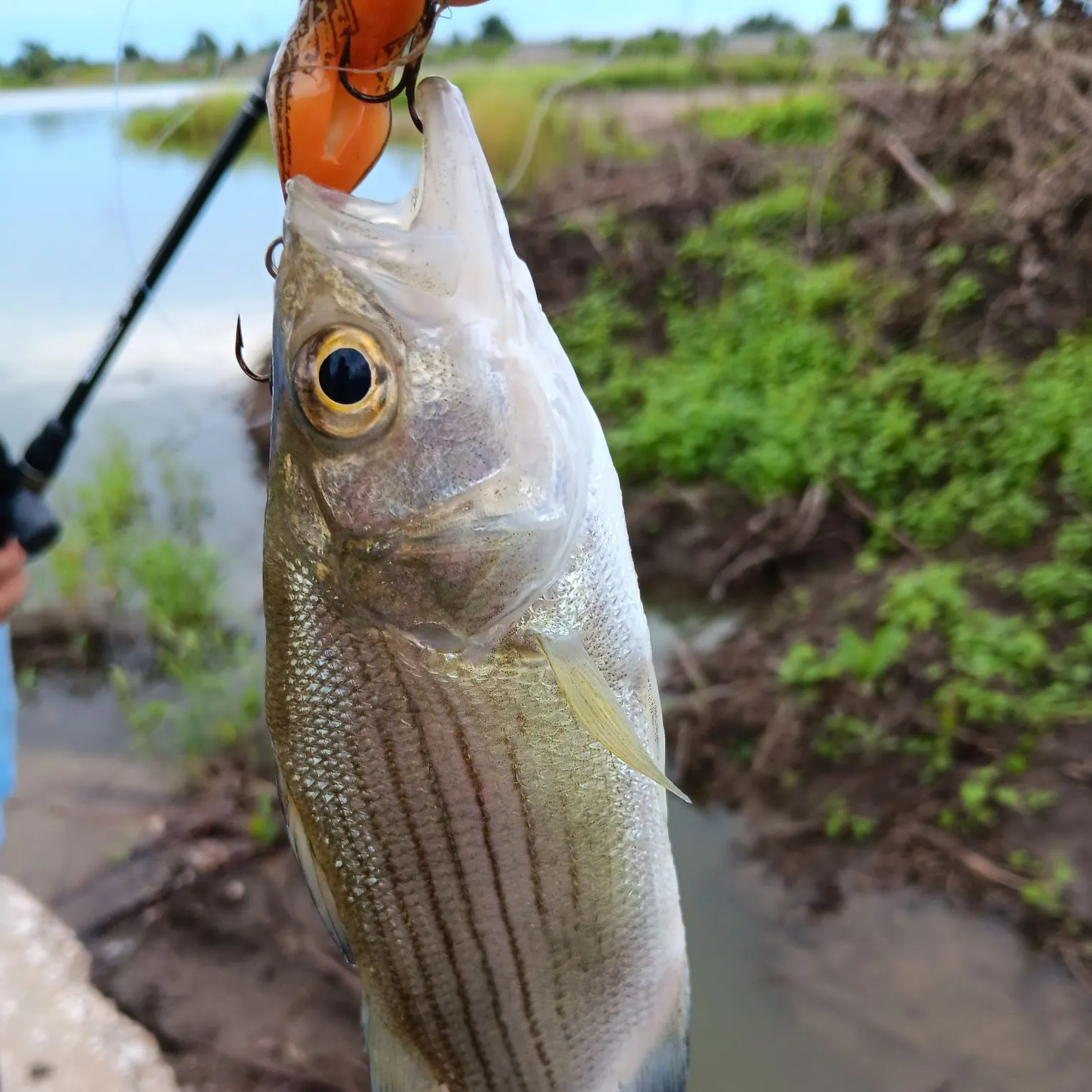 White bass caught on Fishbrain