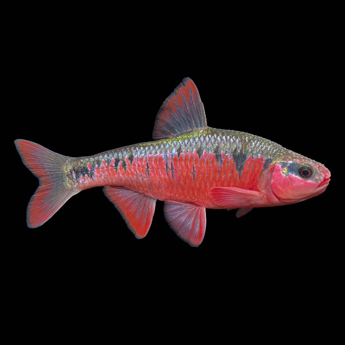 The most recent Crescent shiner catches on Fishbrain