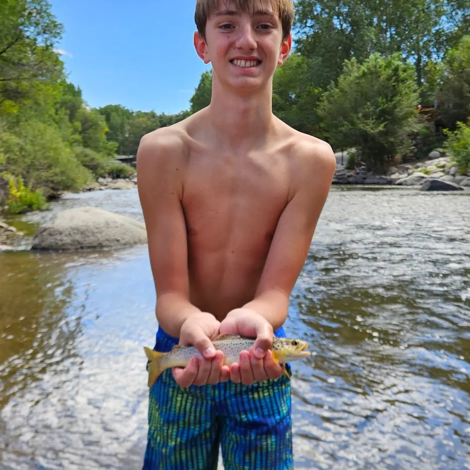 Brown trout caught on Fishbrain