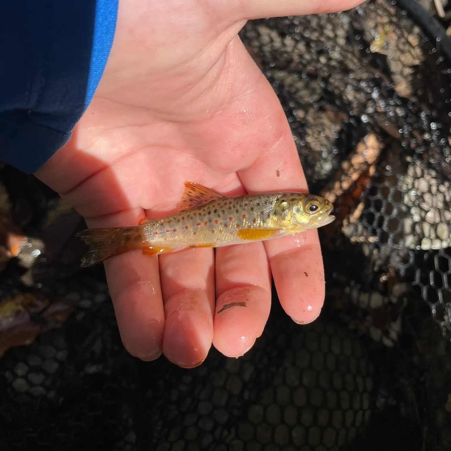 The most recent Great white shark catches on Fishbrain