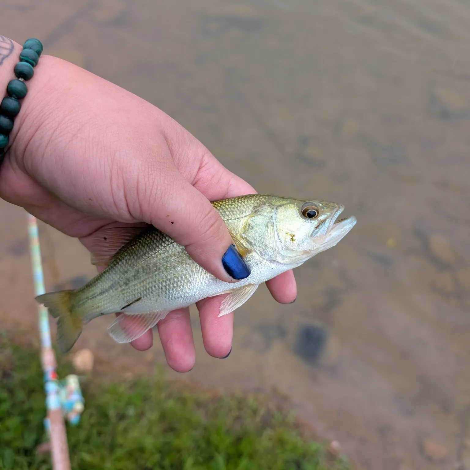 The most recent Silver perch catches on Fishbrain