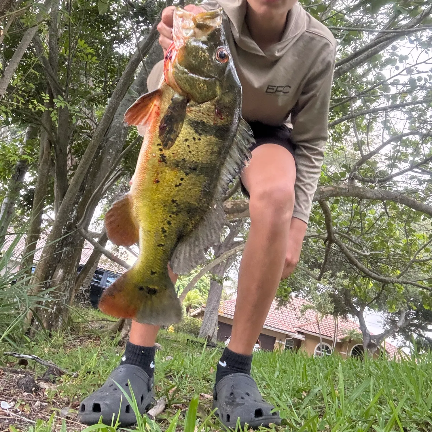 The most recent Butterfly peacock bass catches on Fishbrain