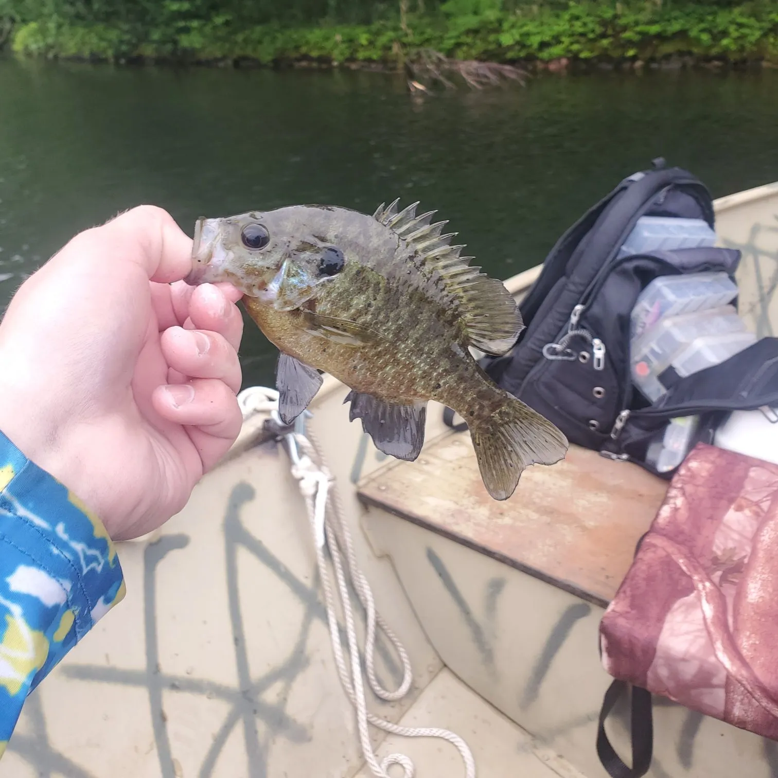 recently logged catches