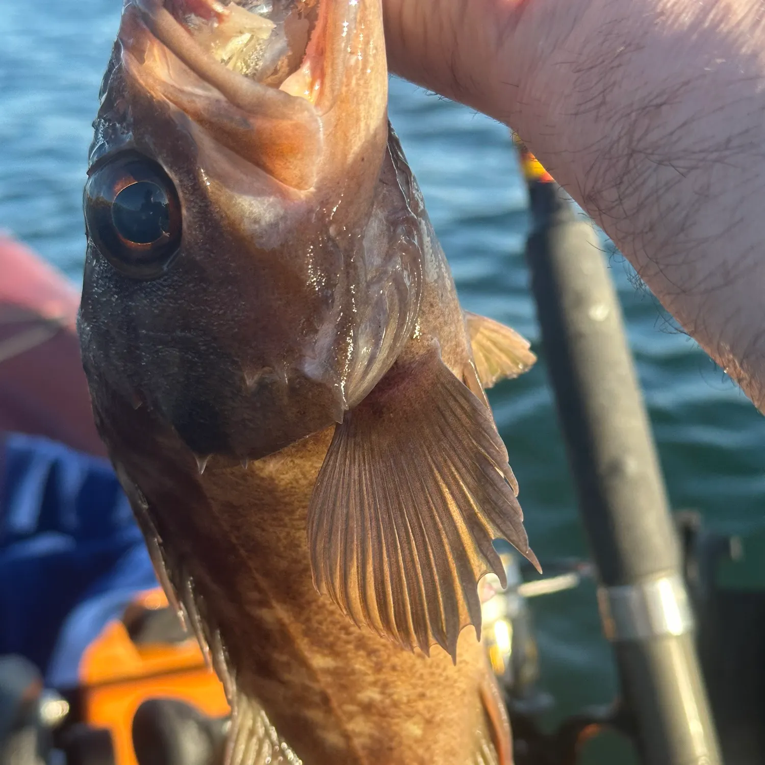 The most recent Copper rockfish catches on Fishbrain