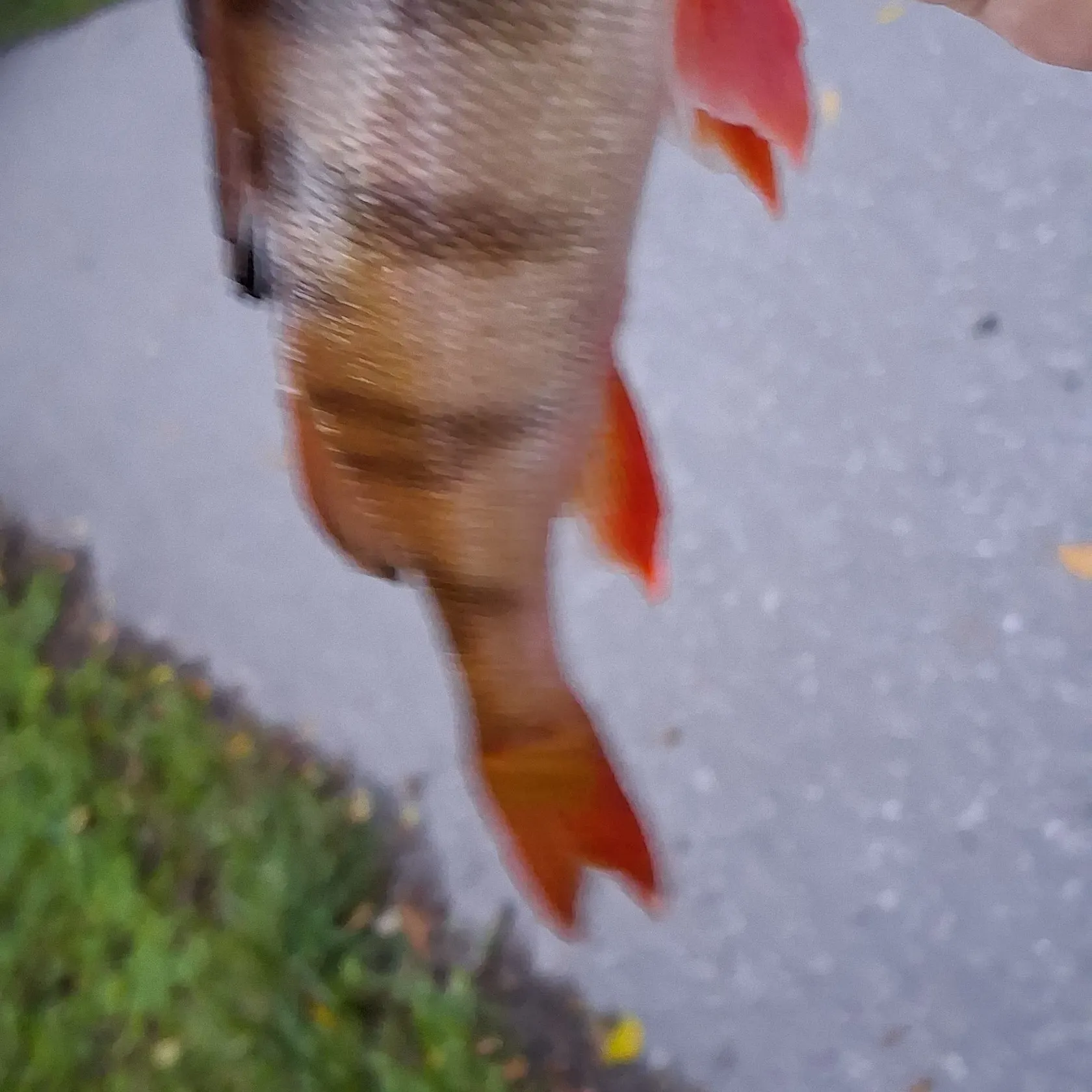European perch caught on Fishbrain