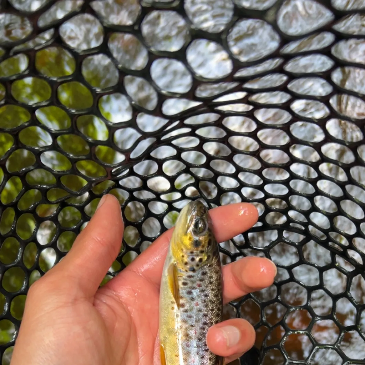 The most recent Brown trout catches on Fishbrain