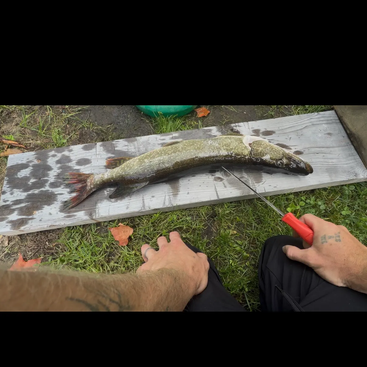 Northern pike caught on Fishbrain