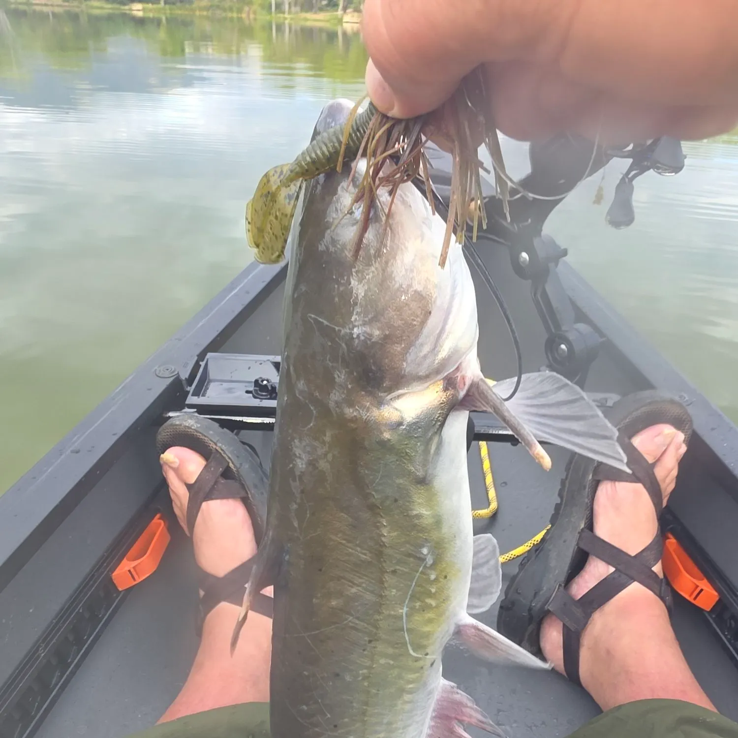 Channel catfish caught on Fishbrain