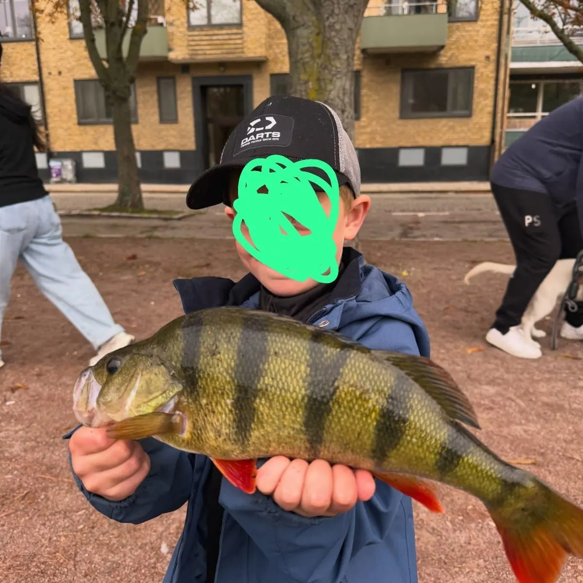 European perch caught on Fishbrain