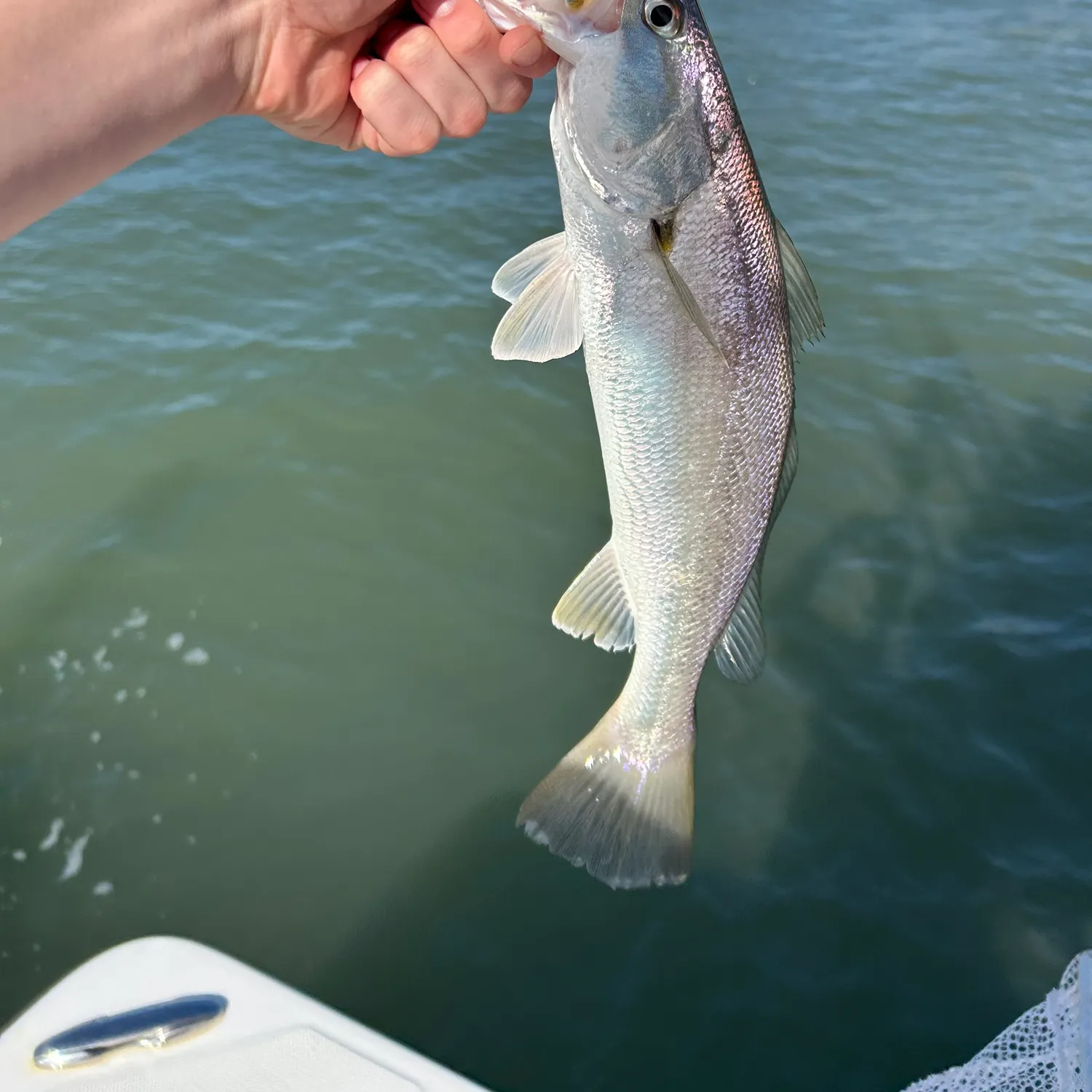 The most recent Sand seatrout catches on Fishbrain
