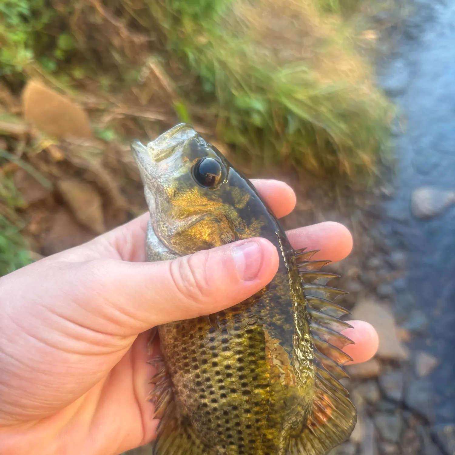 Rock bass caught on Fishbrain