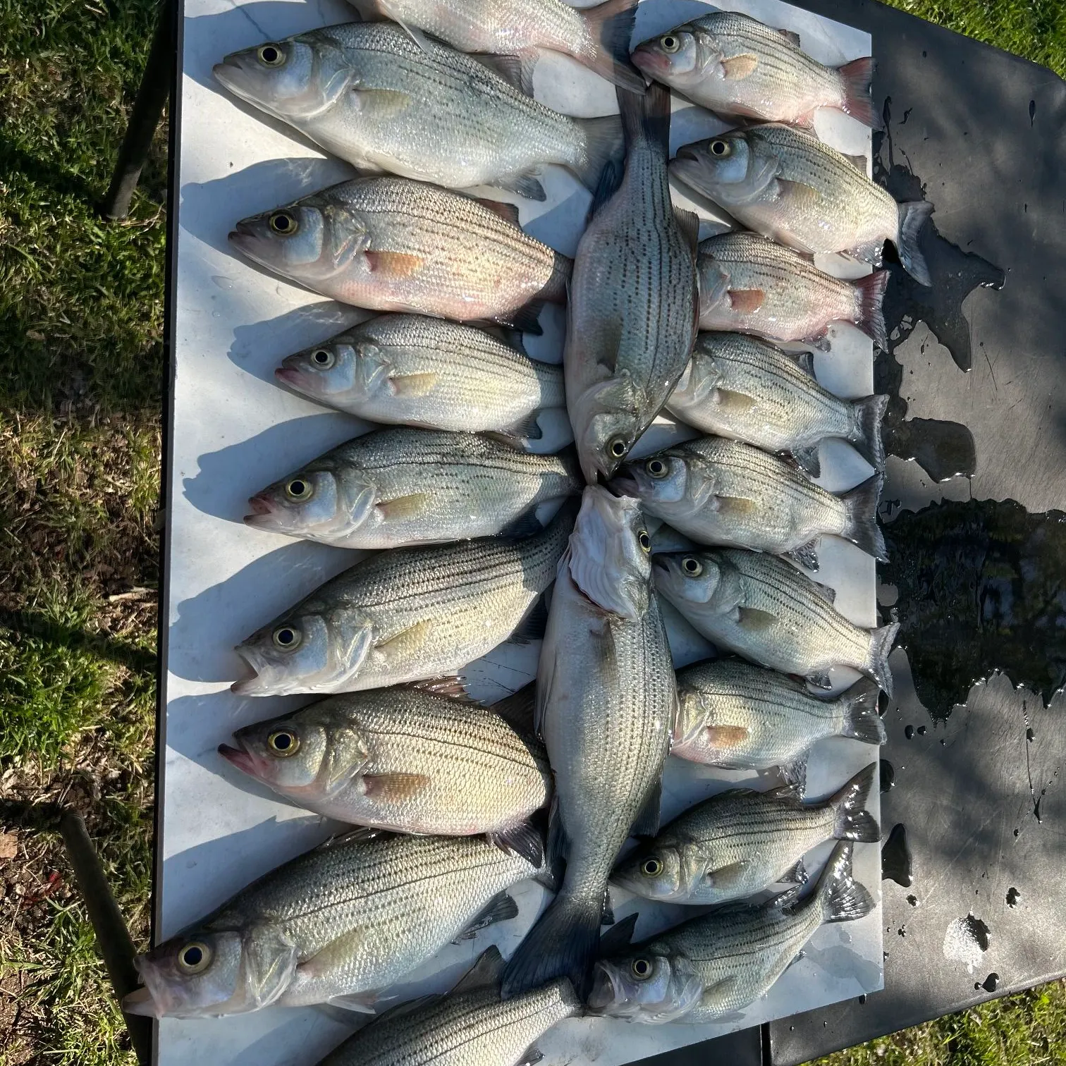 recently logged catches