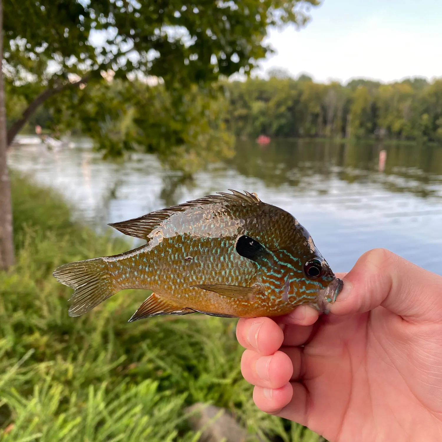Longear sunfish caught on Fishbrain
