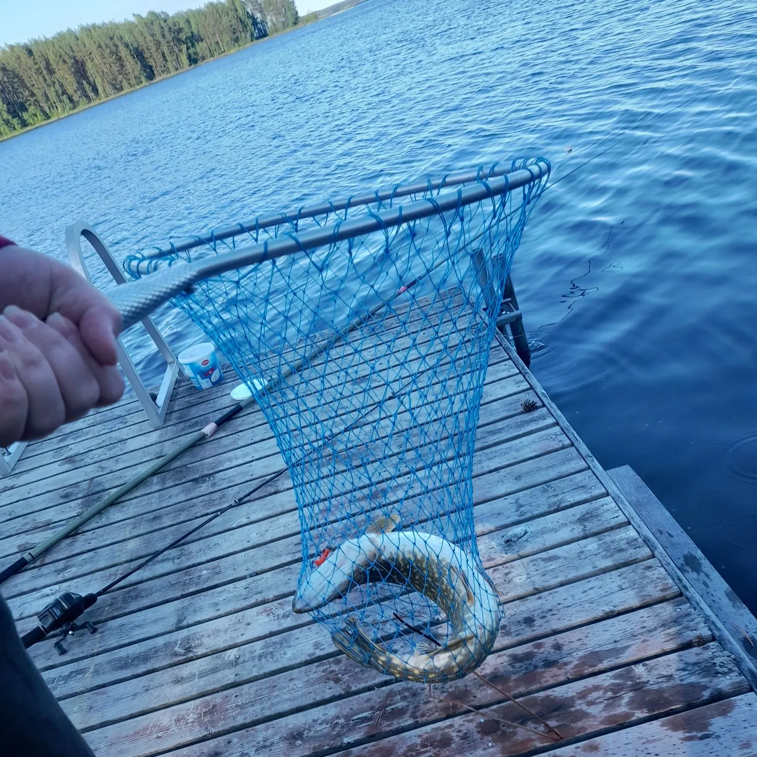 North African catfish caught on Fishbrain