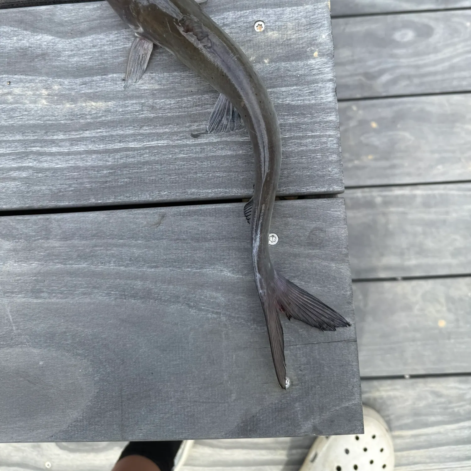 Channel catfish caught on Fishbrain