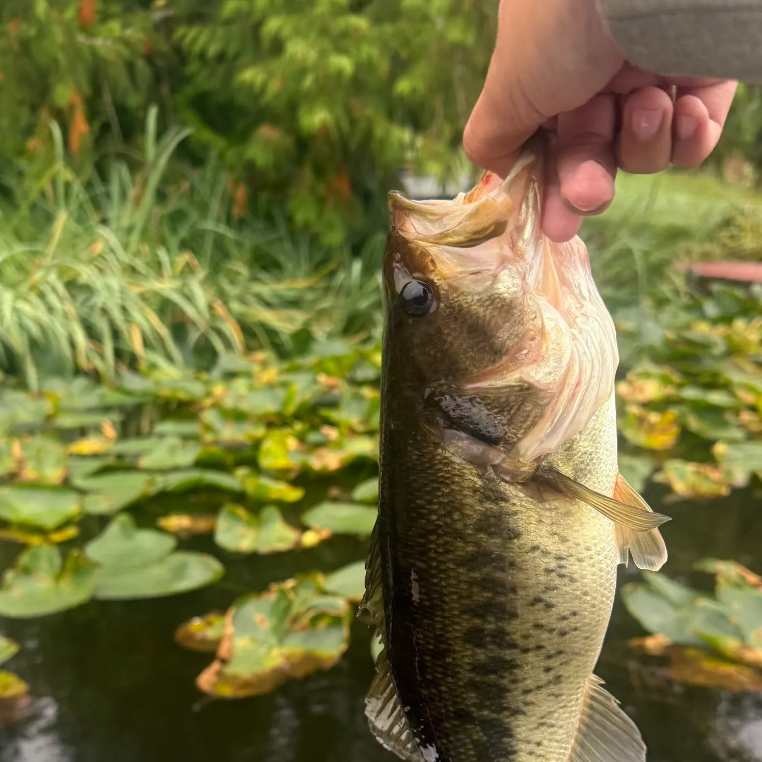 Largemouth bass caught on Fishbrain