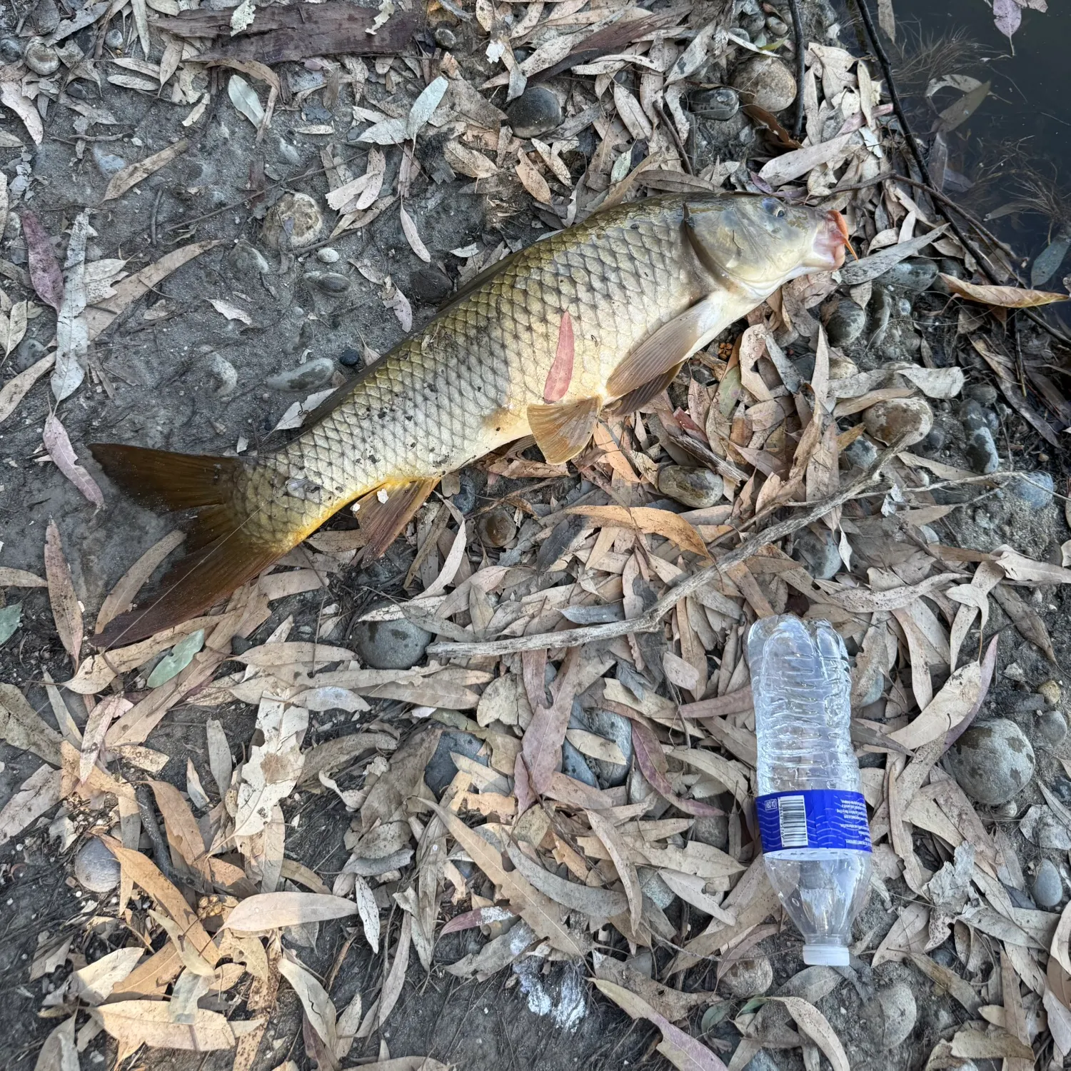 Fish caught on Fishbrain