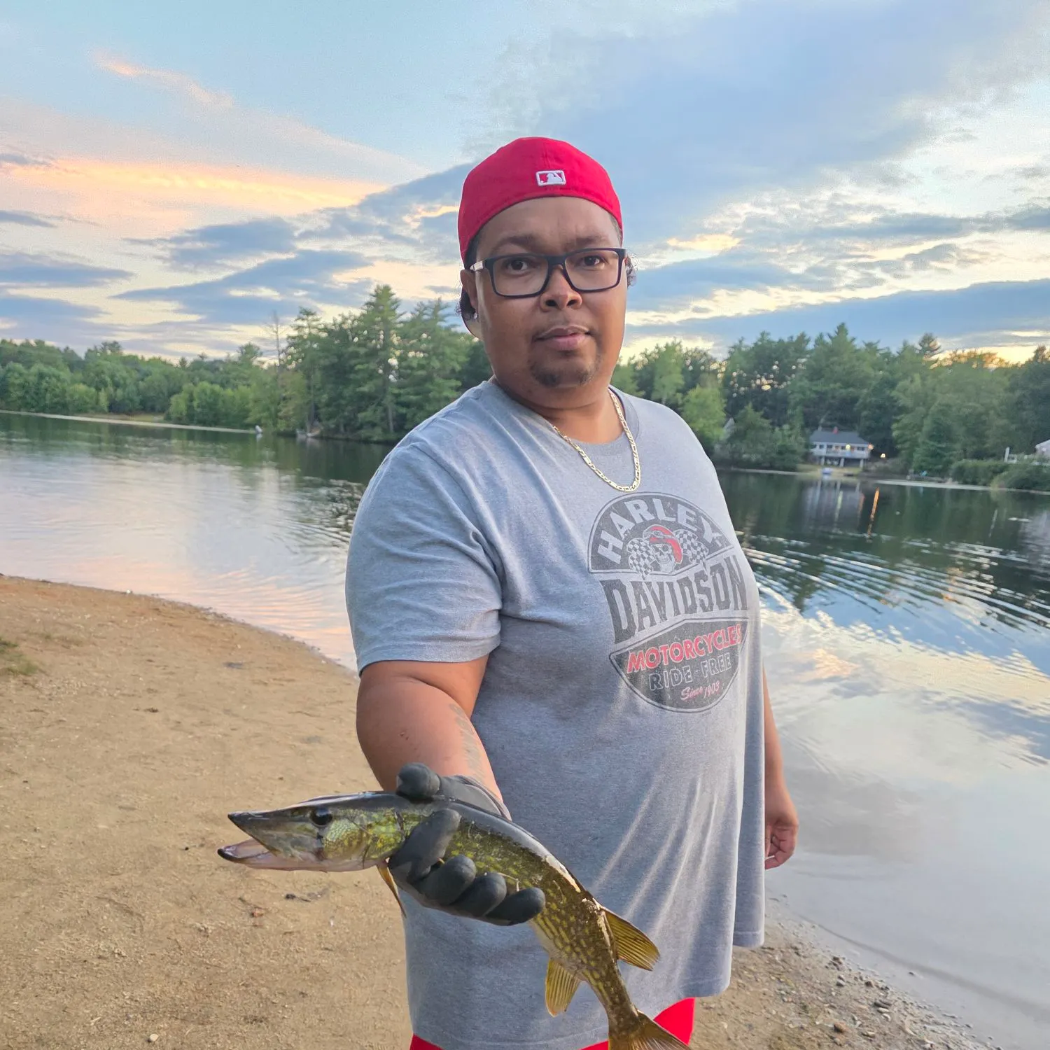Chain pickerel caught on Fishbrain
