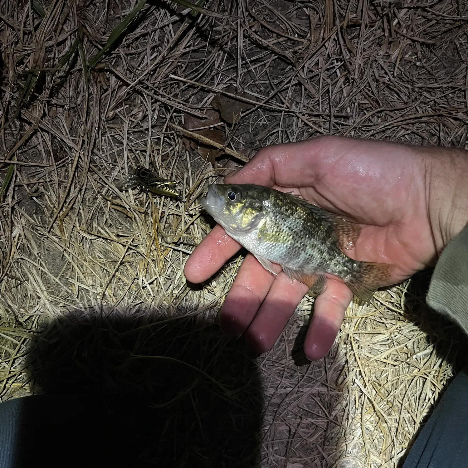 Smallmouth bass caught on Fishbrain
