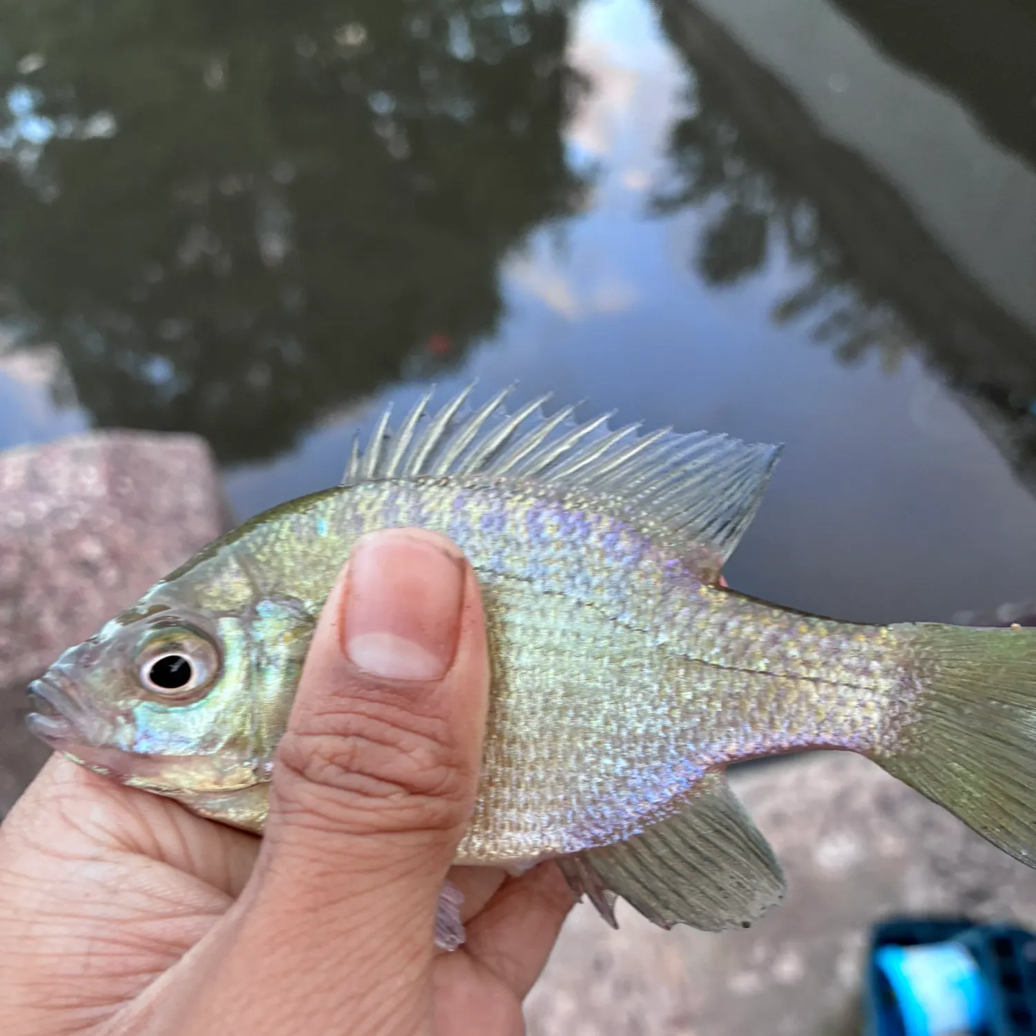 Bluegill caught on Fishbrain