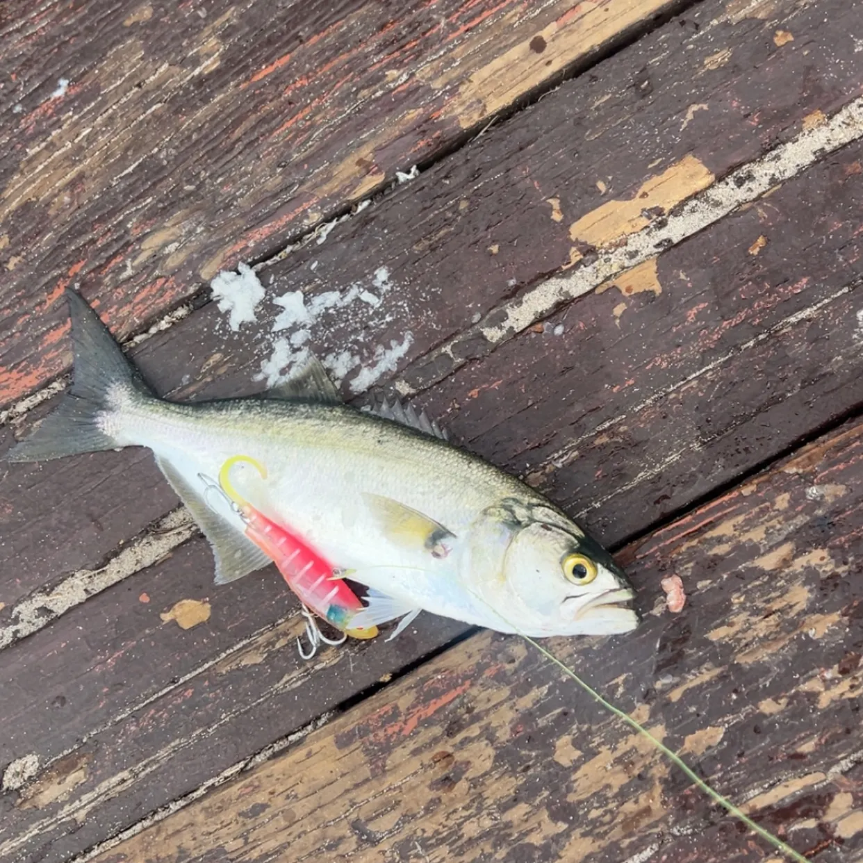 The most recent Bluefish catches on Fishbrain