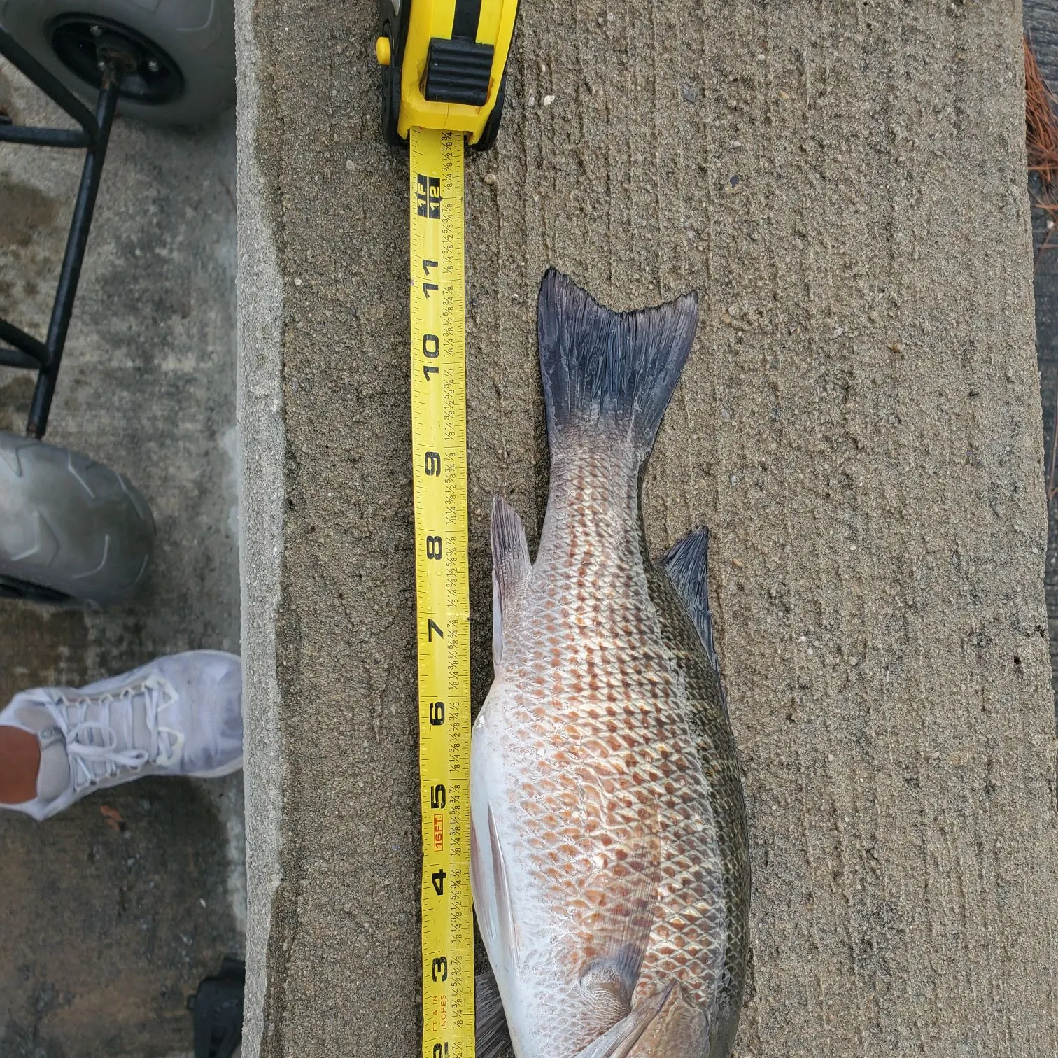 Mangrove snapper caught on Fishbrain