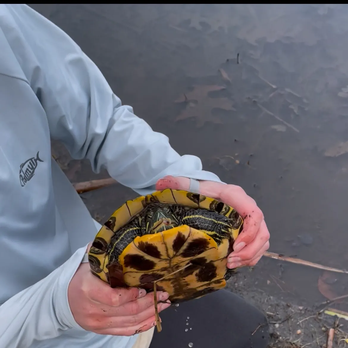 The most recent Painted turtle catches on Fishbrain