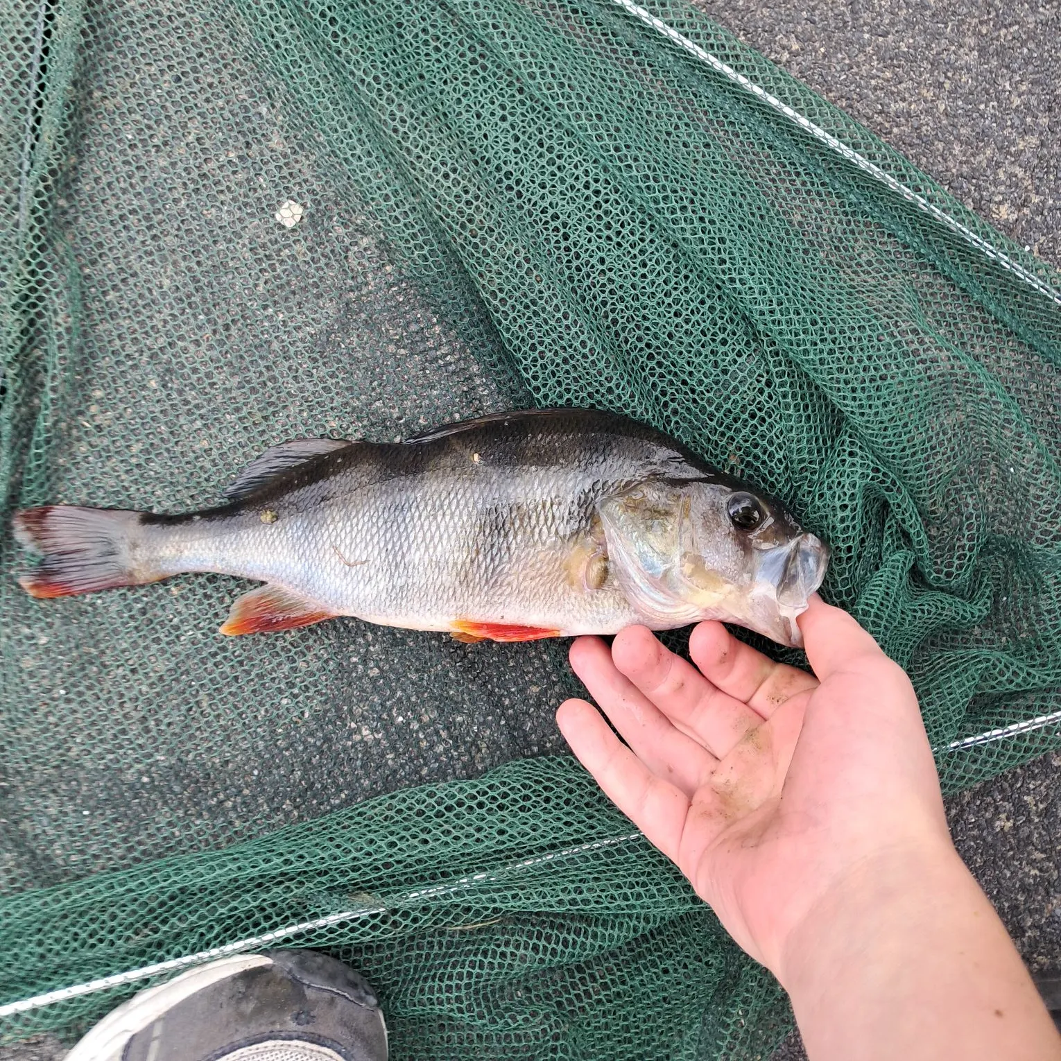 European perch caught on Fishbrain