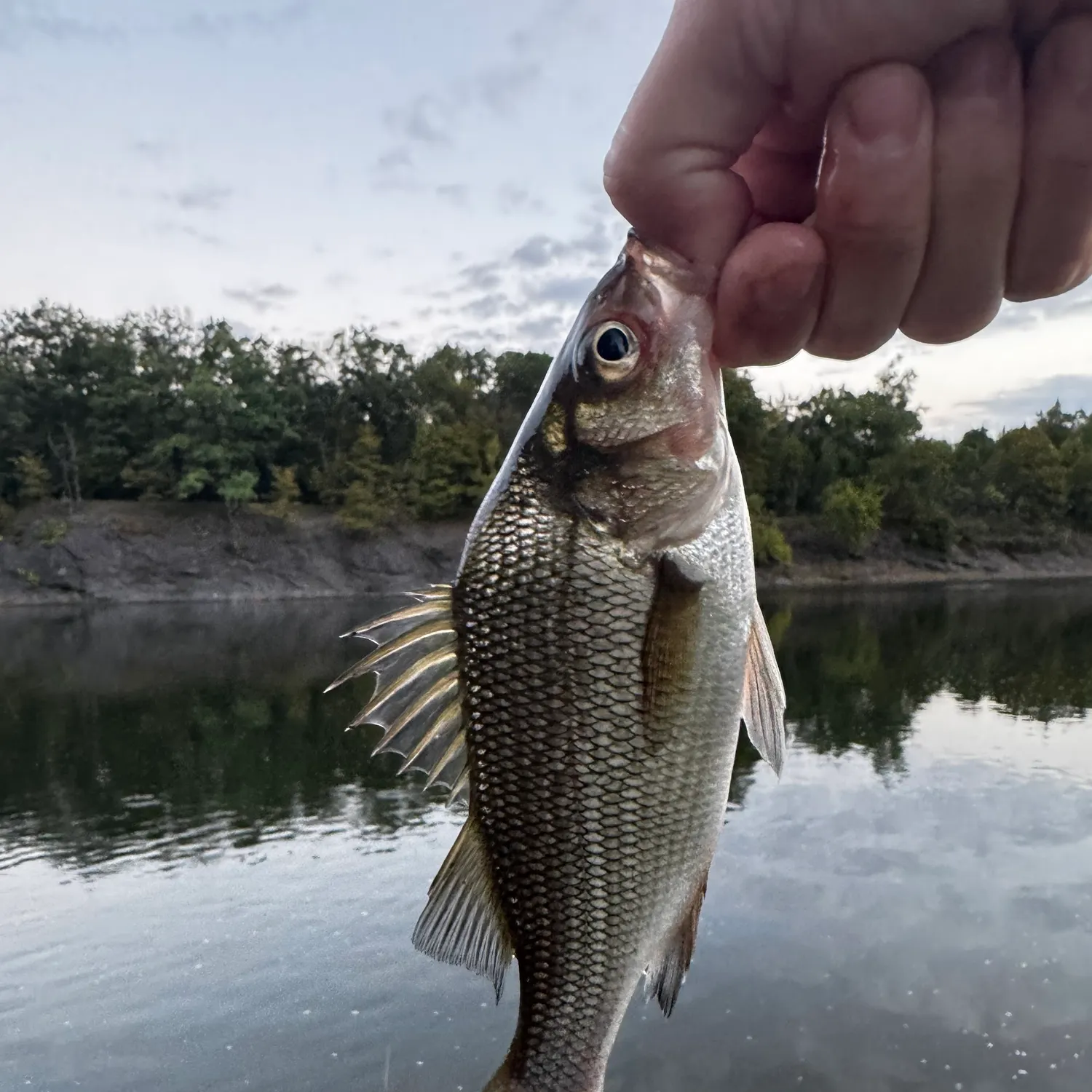 White perch caught on Fishbrain