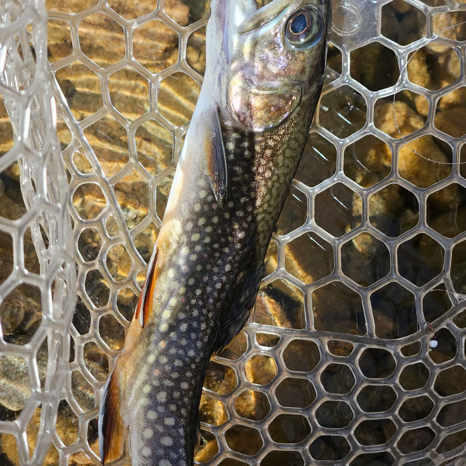 Brook trout caught on Fishbrain