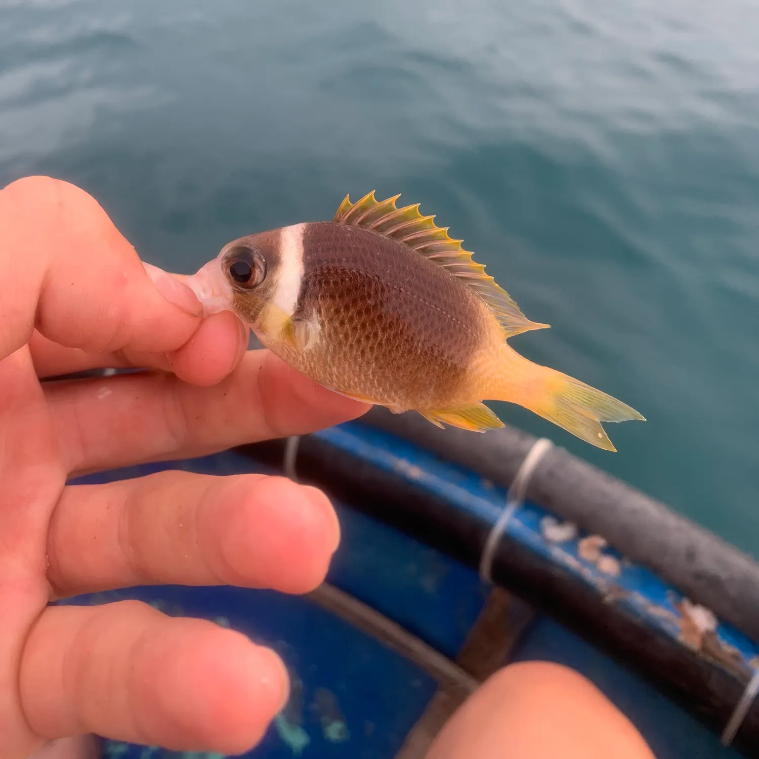 The most recent Whitecheek monocle bream catches on Fishbrain