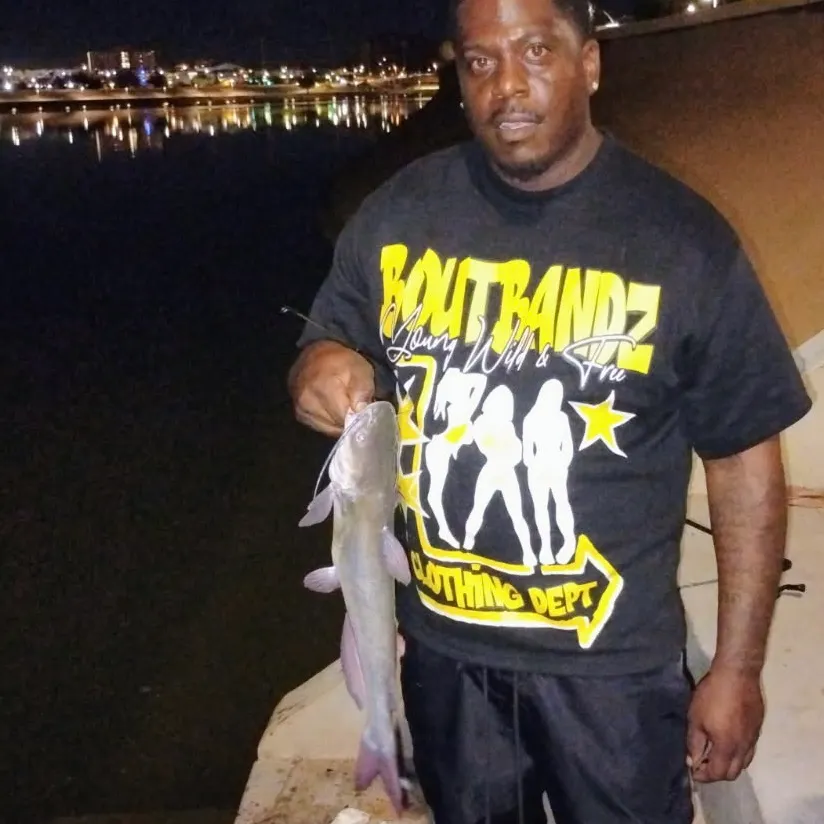 Channel catfish caught on Fishbrain