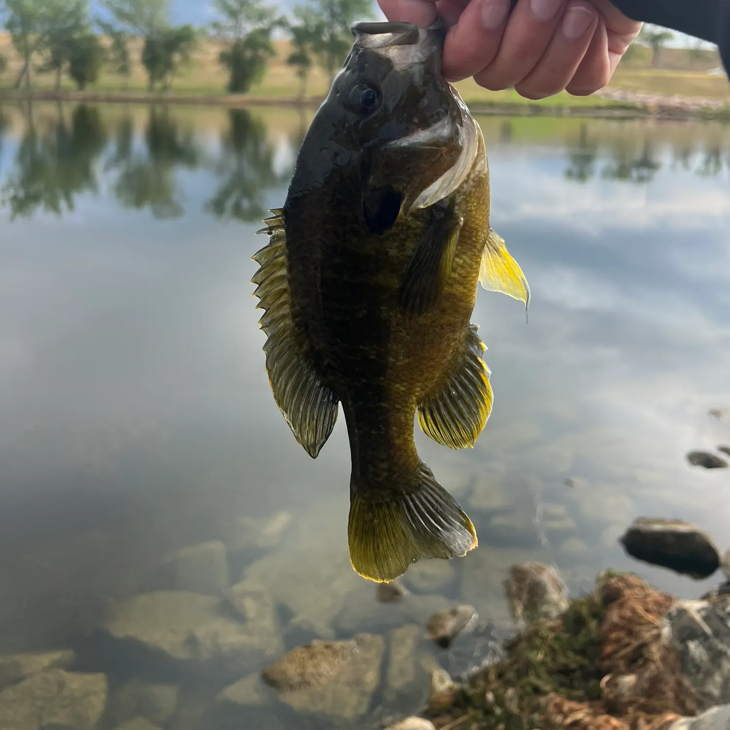 Greengill hybrid caught on Fishbrain