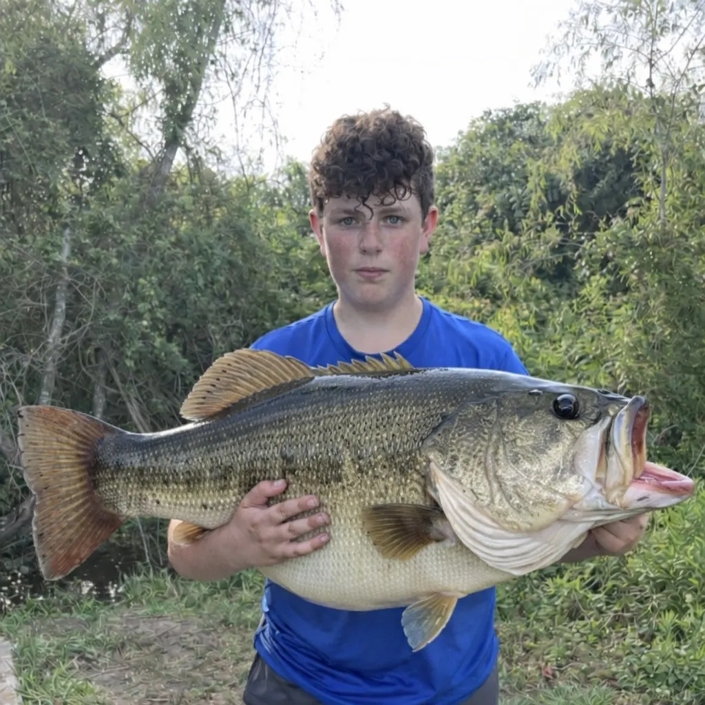 The most recent Great white shark catches on Fishbrain