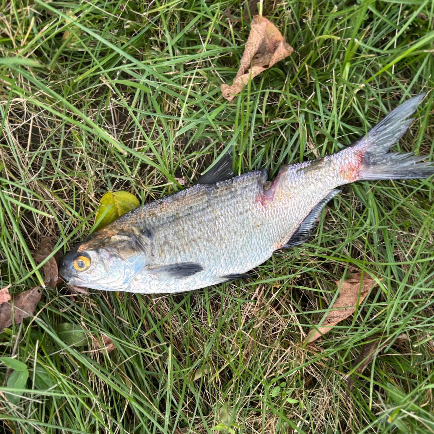 American gizzard shad caught on Fishbrain