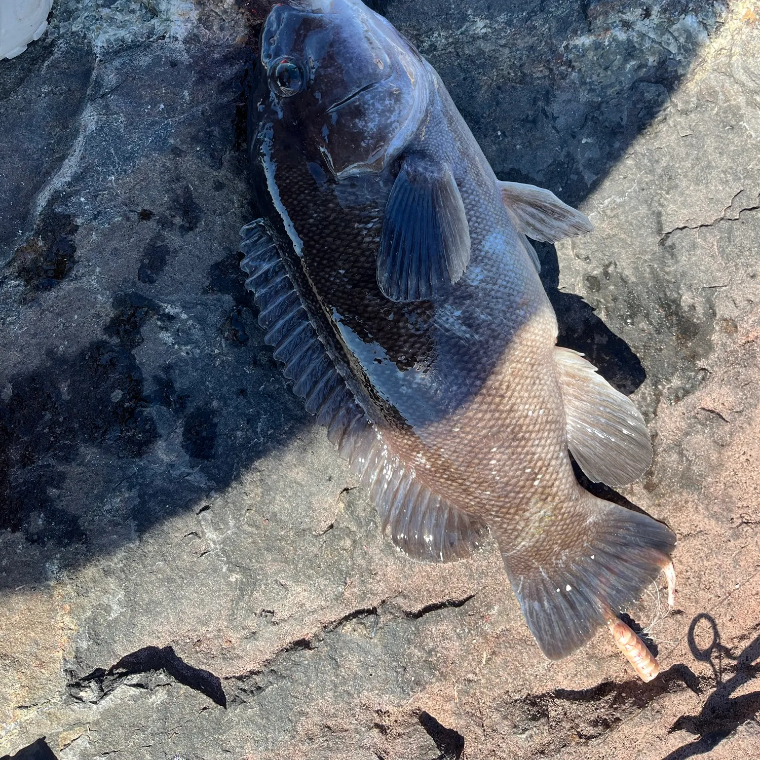Tautog caught on Fishbrain