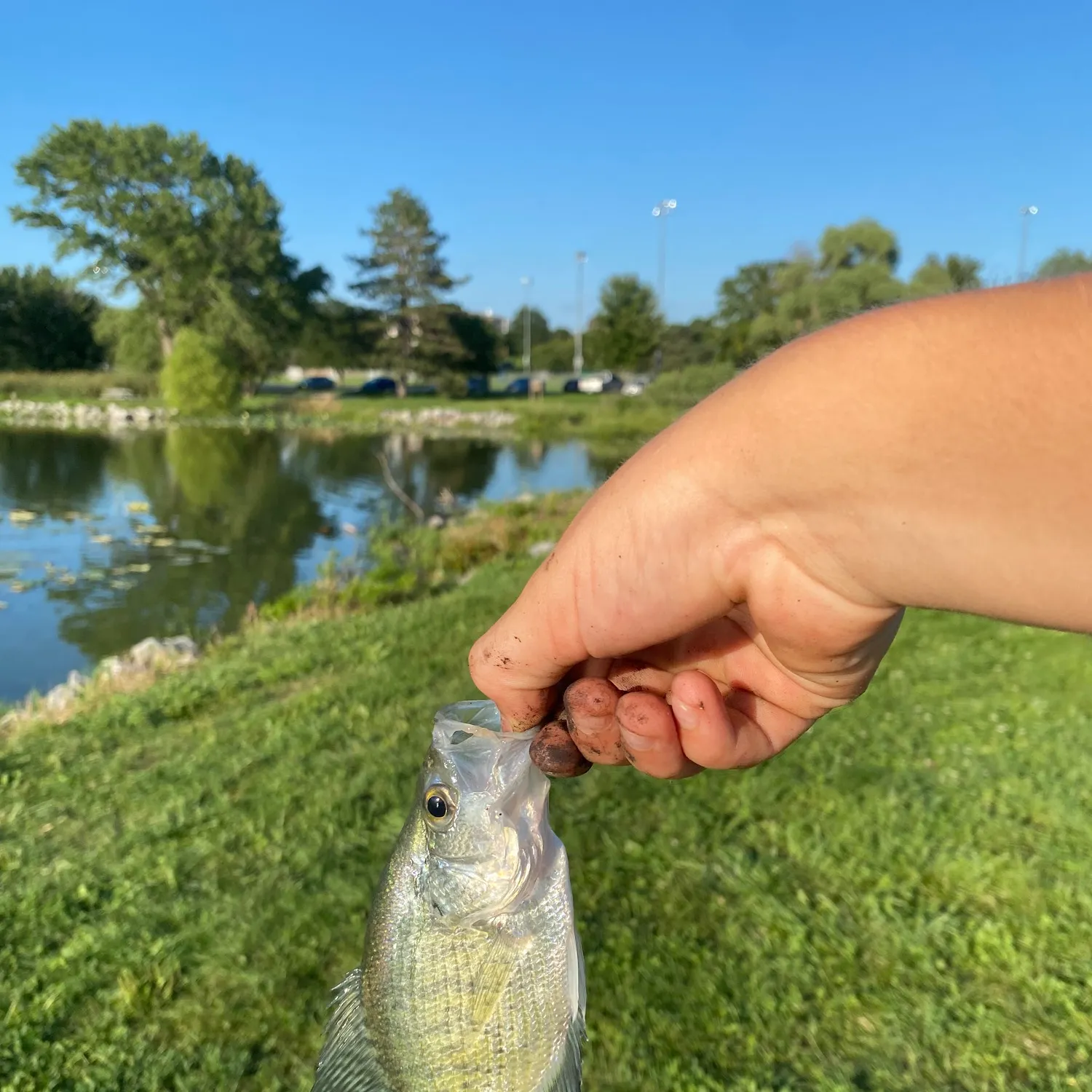 catch